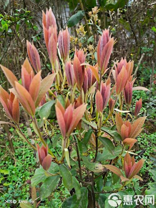 老鹰茶是什么树的茶叶