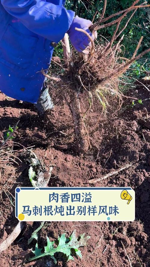 马刺根可以炖牛肉吗