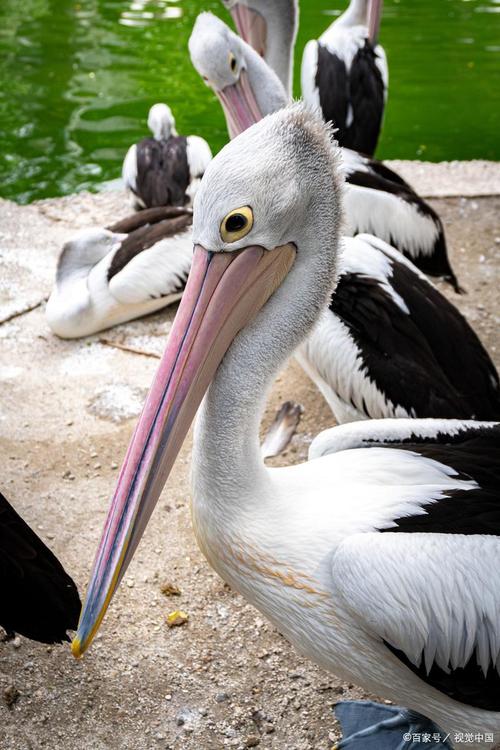 鹈鹕是一种什么鸟