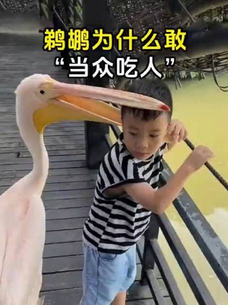 鹈鹕能吞下多大的食物