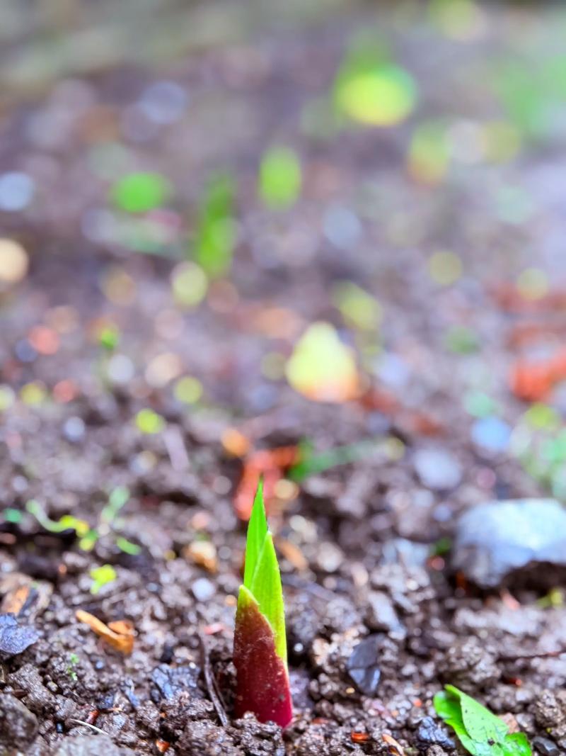 1971年，中国女足的萌芽破土而出！